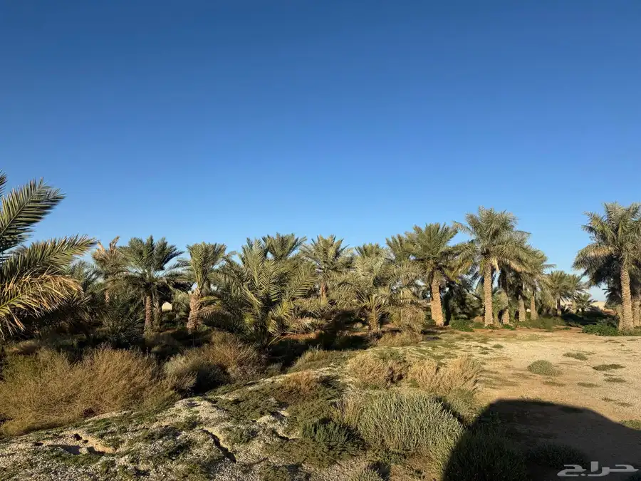 مزرعه القصيم الرس الرسيس 20