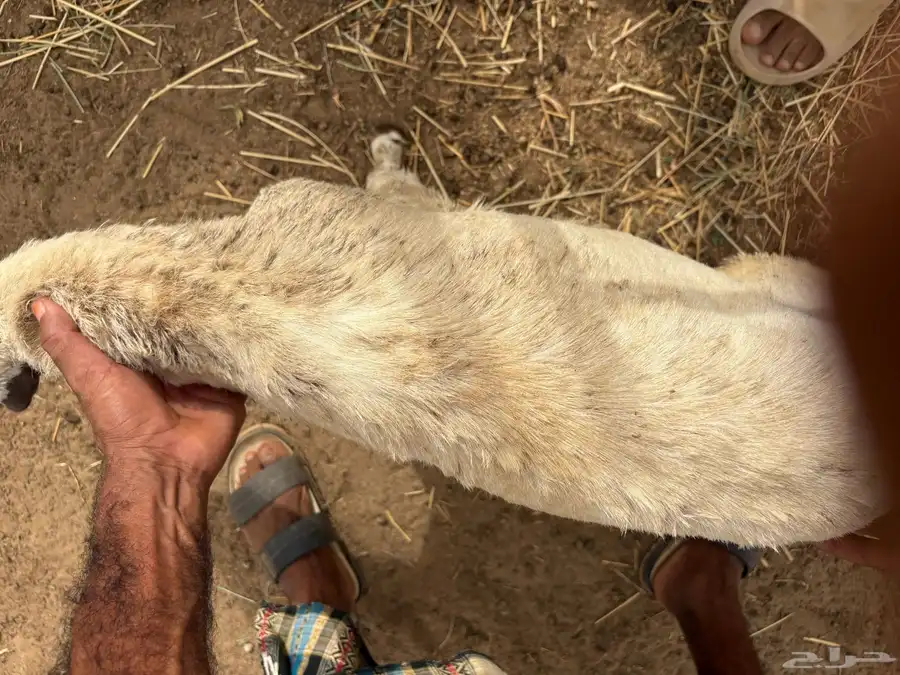 اربع رخيل مزايين 2 كبار 2 صغار 7