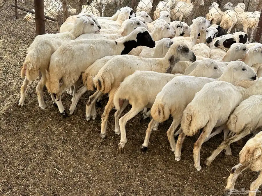 رخال رفيديات 8