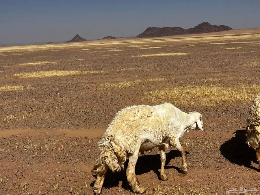 للبيع خروف فحل حرش ثني مشروط 4