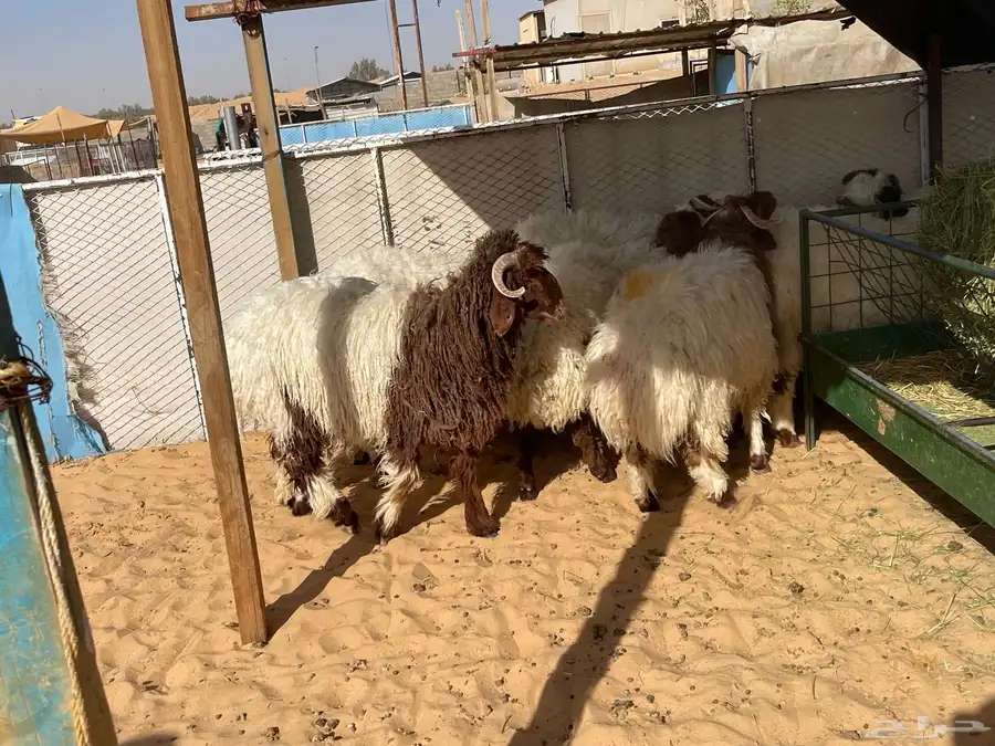 للبيع بهم نعيم خرفان جذعان طيب جملة وتفريد 11