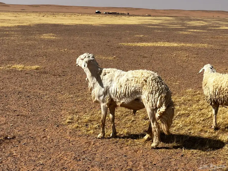 للبيع خروف فحل حرش ثني مشروط 2