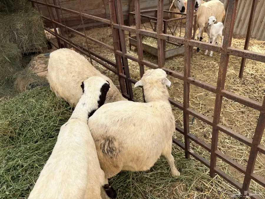 اربع رخيل مزايين 2 كبار 2 صغار 2