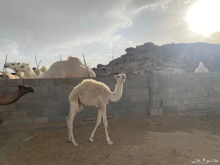 ناقه وحوار 2