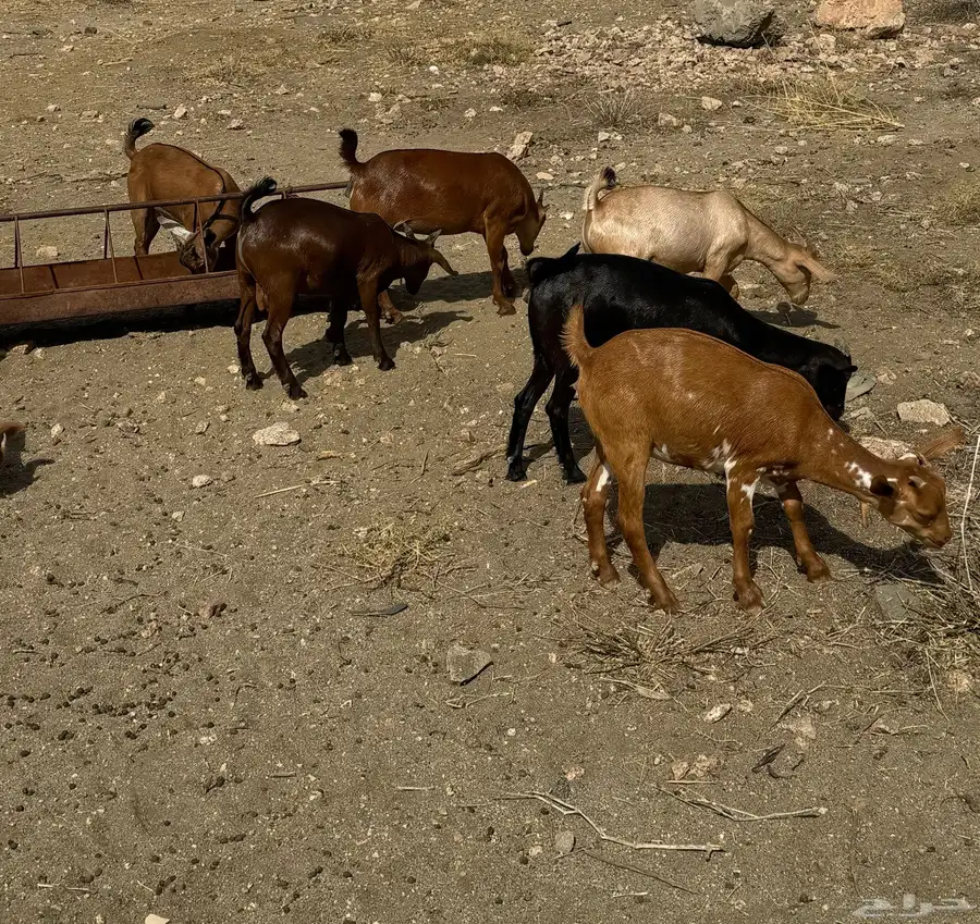 تيوس وعنقان سمان 1