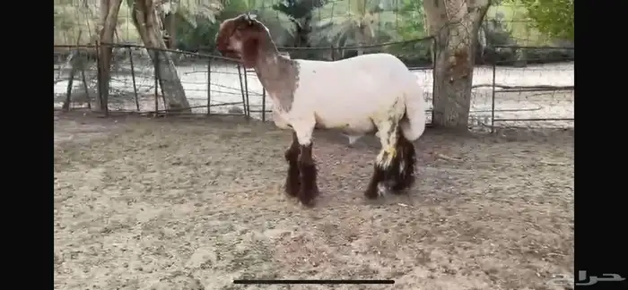 للبيع جذع نعيمي صنف ضغط عالي 7