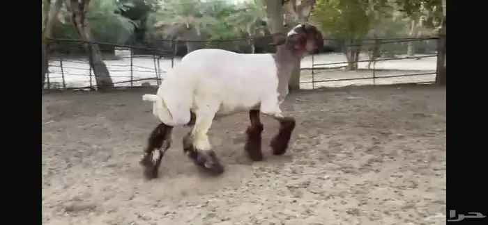 للبيع جذع نعيمي صنف ضغط عالي 4
