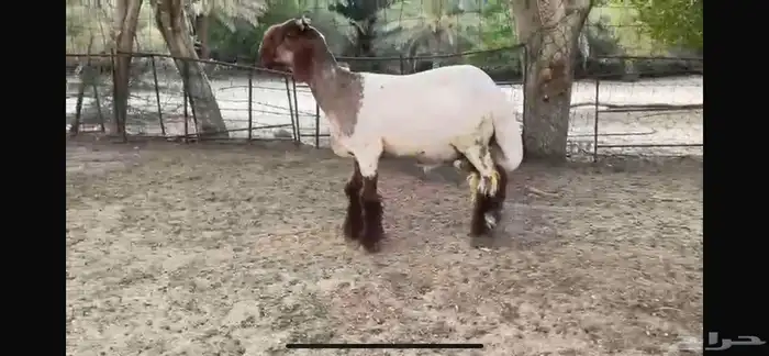 للبيع جذع نعيمي صنف ضغط عالي 1