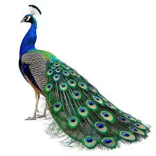 طاووس هندي طقم 0