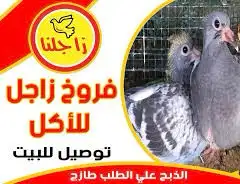 فروخ حمام 0