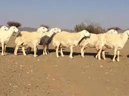 اغنام وبهم المدينة وضواحيها 1