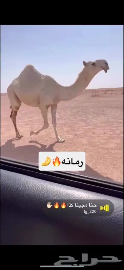 للبيع بكره لقيه رمانيه كفووو 0