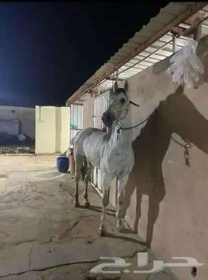 حصان شعبي 3