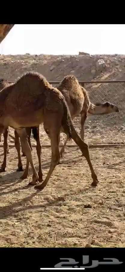 حشوان فواخر 1
