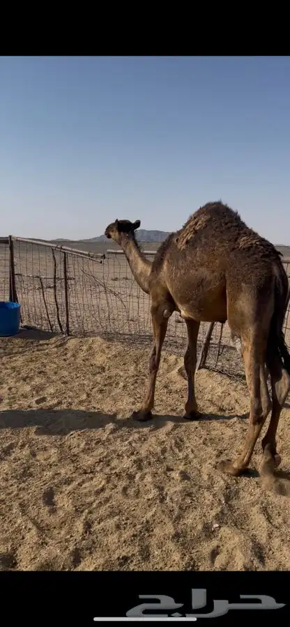 بكره مفرود 0