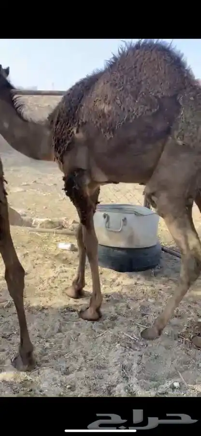 حشوان فواخر 3