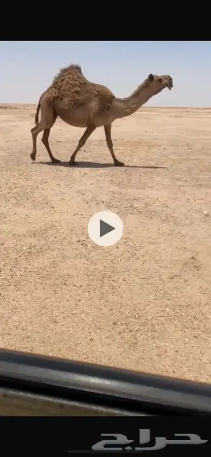 لقحه صفرا كفو 0
