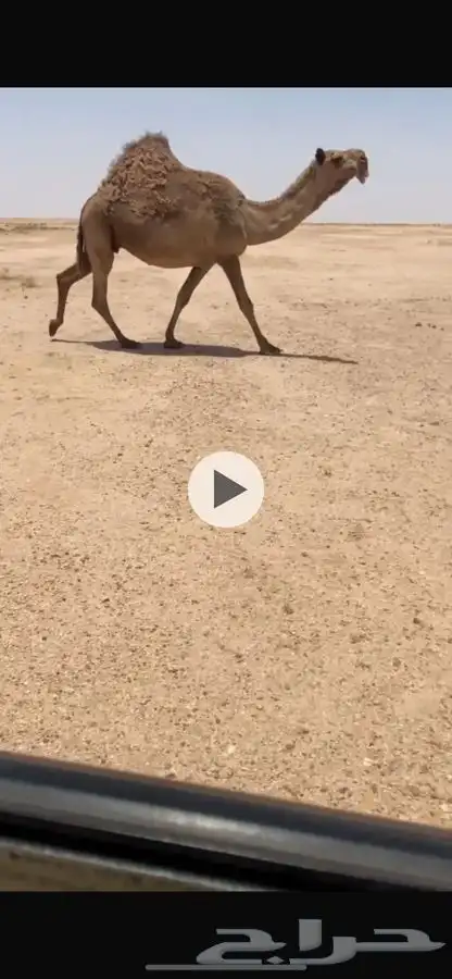 لقحه صفرا كفو 1