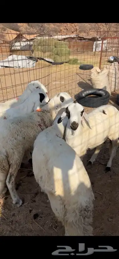 سواكن مرابي ثلاثه اشهر 1