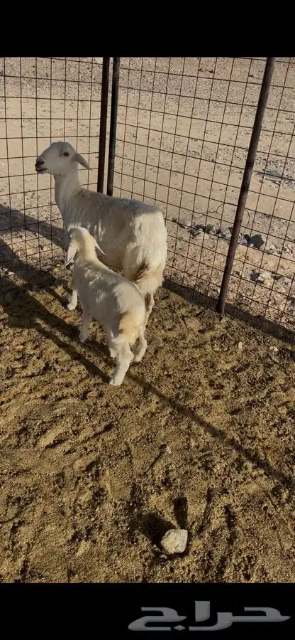 نعجها معها طلي 1