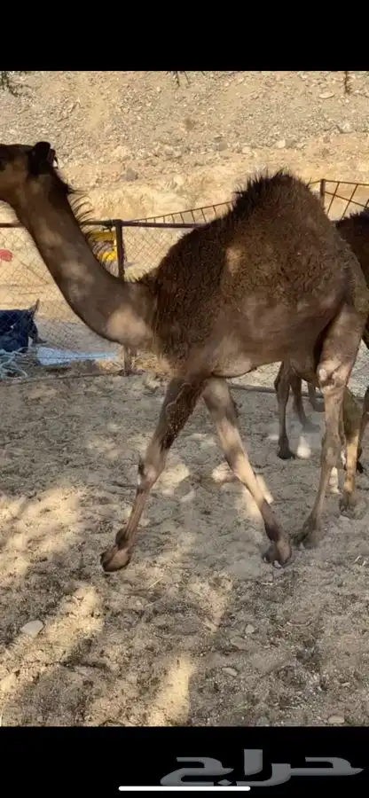 حشوان فواخر 2