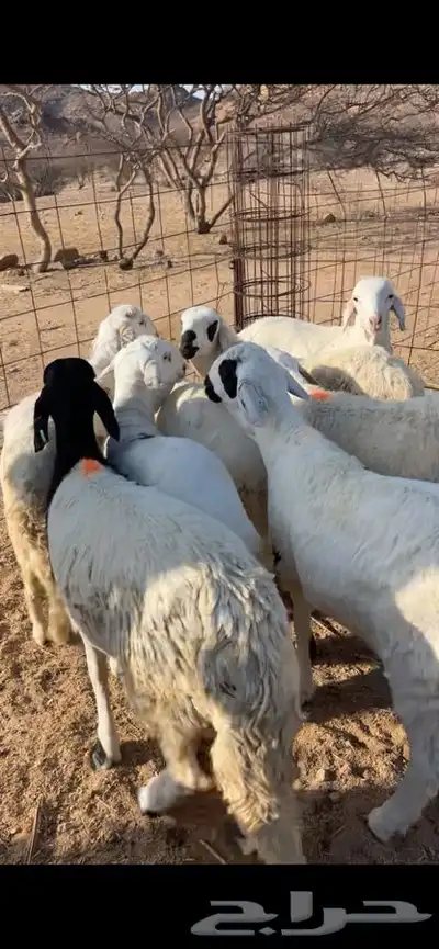 سواكن مرابي ثلاثه اشهر 4