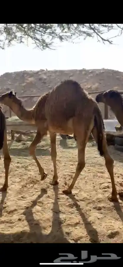 حشوان فواخر 0