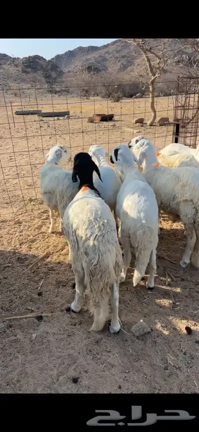 سواكن مرابي ثلاثه اشهر 3