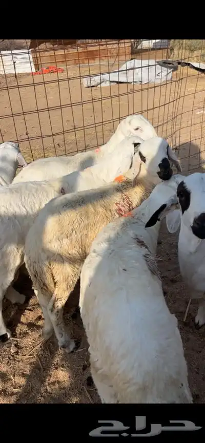 سواكن مرابي ثلاثه اشهر 0