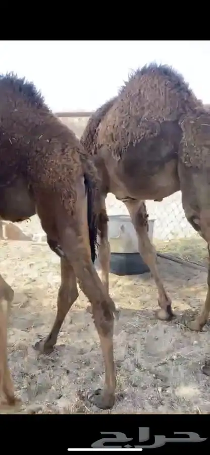 حشوان فواخر 4