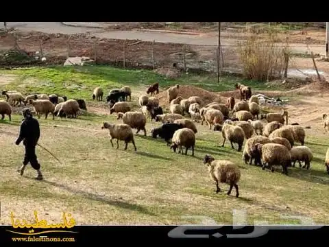 متوفر رعاة أغنام اثيوبيين 0