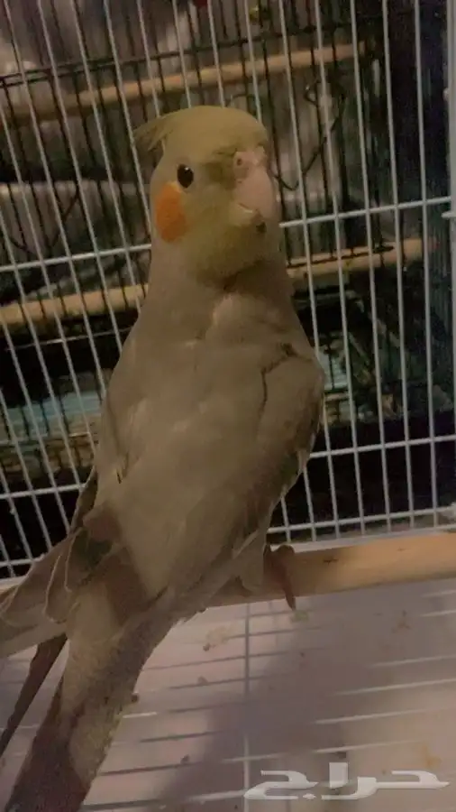 العيص 4