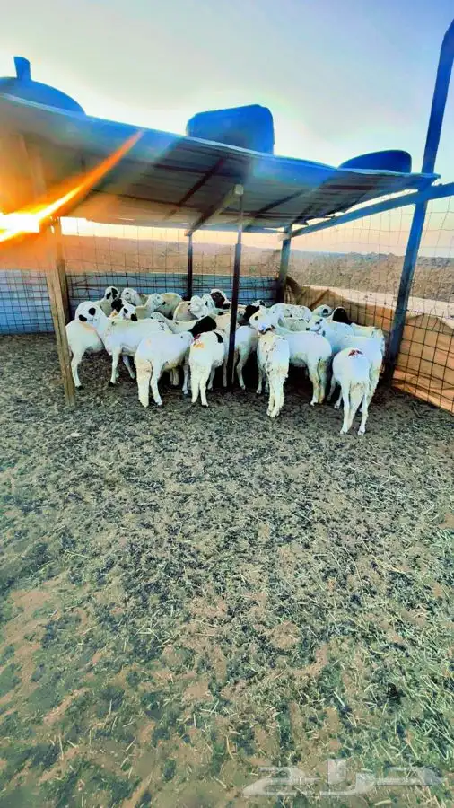 للبيع بهم سواكن فل شحم الموقع عشيره 0