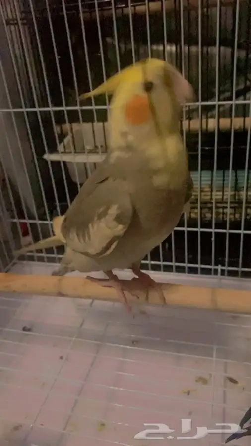 العيص 3
