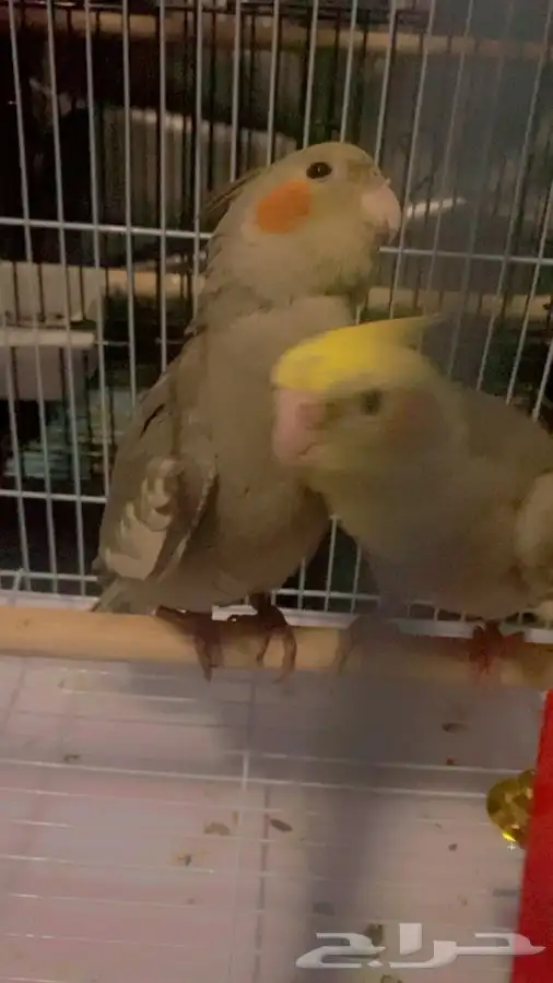 العيص 1