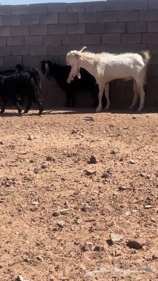 تيس فحل هولندي 1