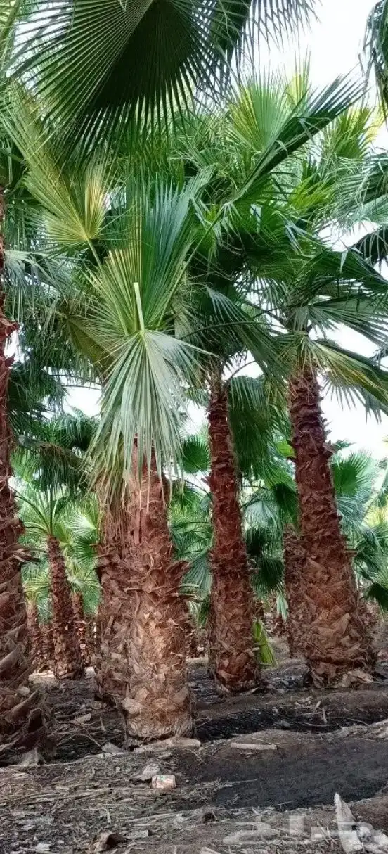 تنسيق الحدائق المنزلية 19