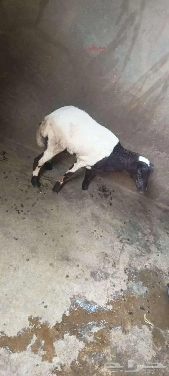 فرير تربيه للبيع 0