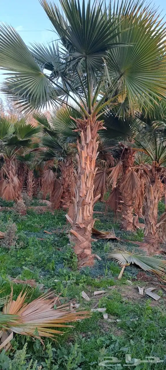 تنسيق الحدائق المنزلية 4