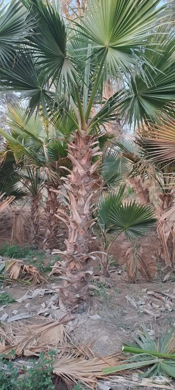 تنسيق الحدائق المنزلية 1