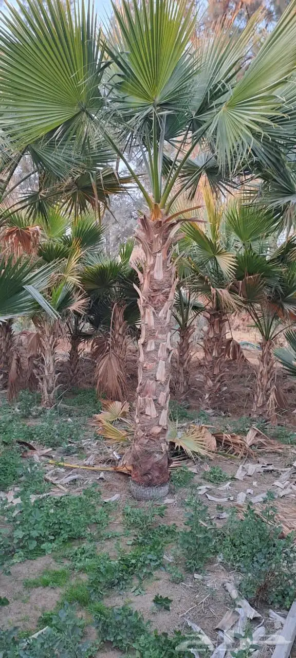 تنسيق الحدائق المنزلية 2