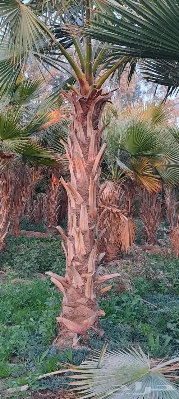 تنسيق الحدائق المنزلية 3