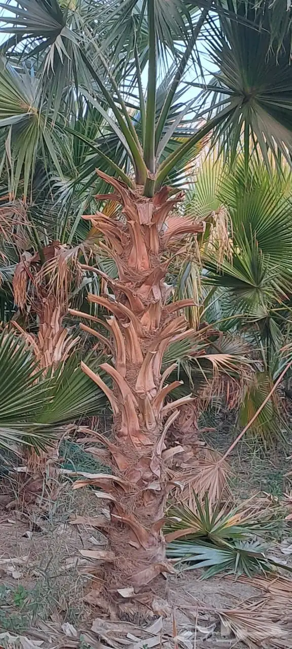 تنسيق الحدائق المنزلية 0