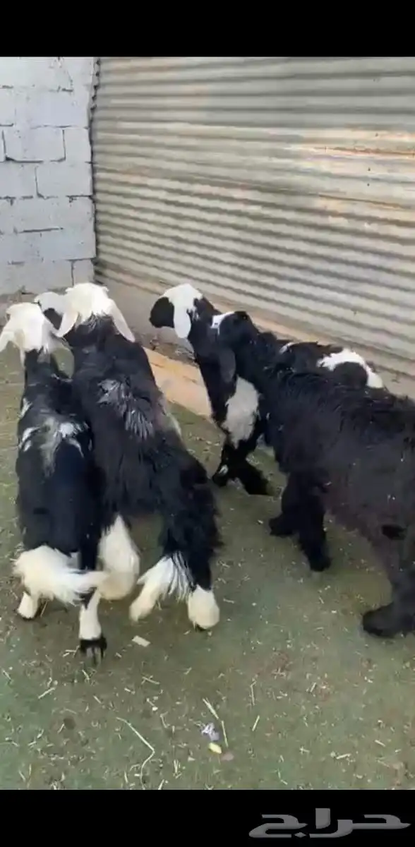 بهم تربية طيب 3