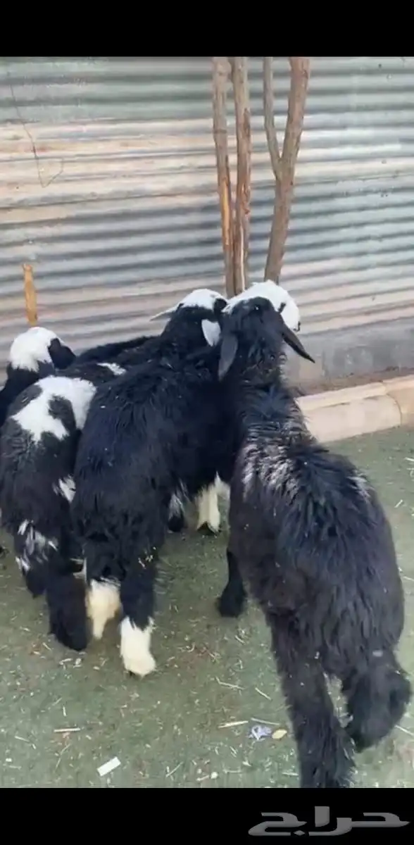 بهم تربية طيب 2