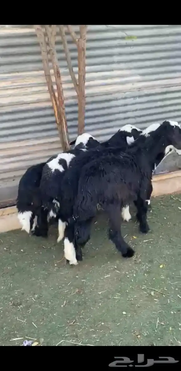 بهم تربية طيب 1