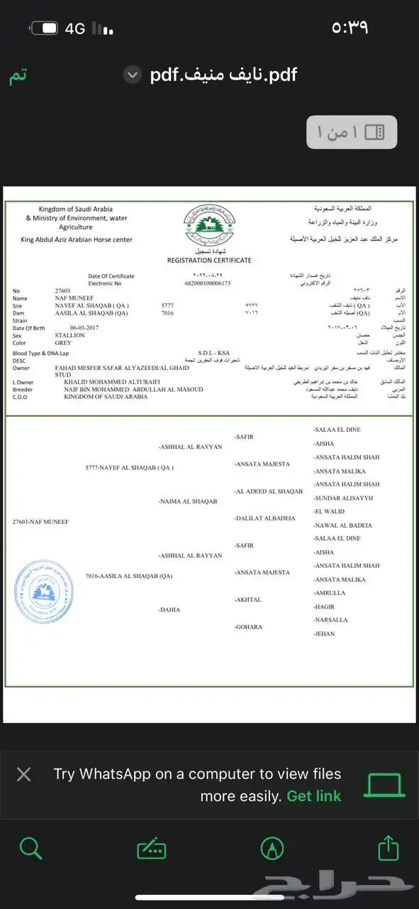 حصان عربي اصيل 5