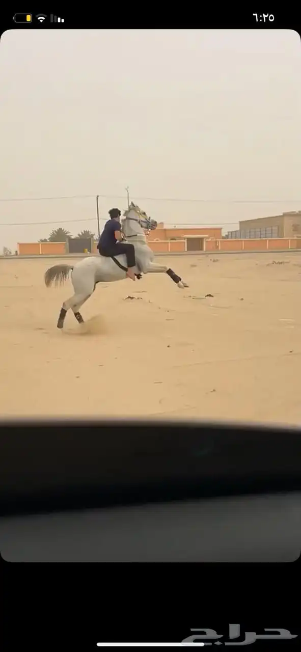 حصان شعبي 4