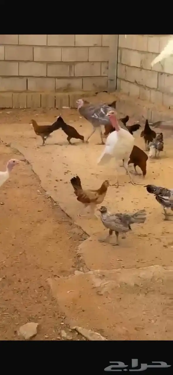 رومي للبيع 1