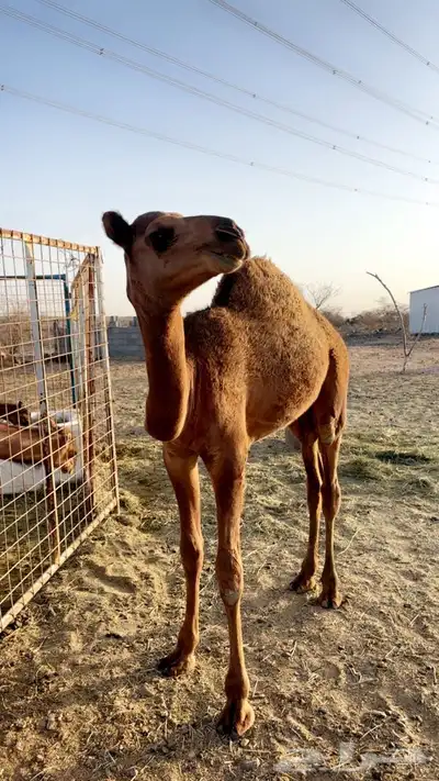 قعود مشروع فحل عمره 6شهور 3